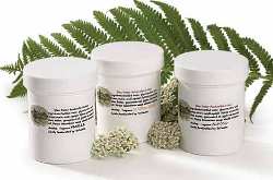 Sister Josetta's  Lotion - Sister Josetta's Mayan Lotion